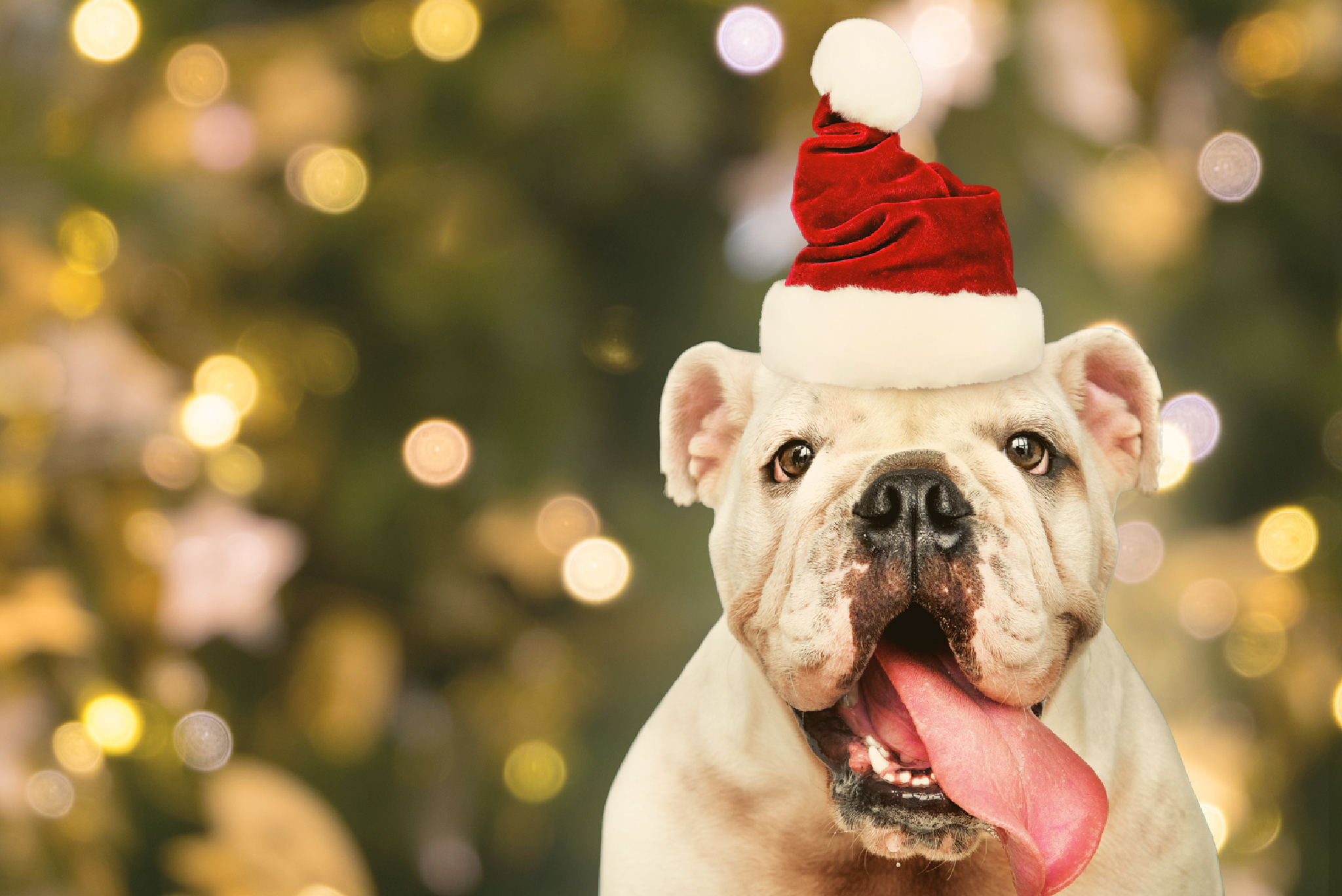 dog in santa hat in front of twinkling lights with tongue hanging out